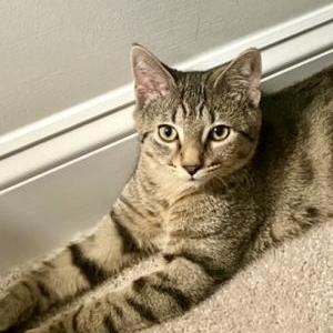 Lost Cat Rudy