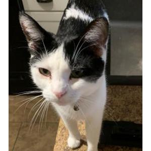 Image of Piper, Lost Cat