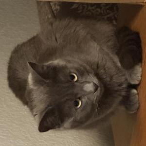 Image of Goose, Lost Cat