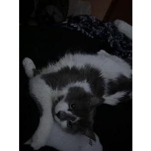 Image of Homer, Lost Cat