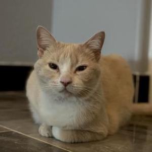 Found Cat unknown