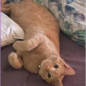 Lost Cat Elias