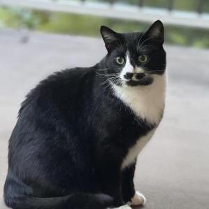Image of Murray, Lost Cat