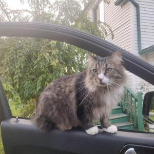 Image of Sox, Lost Cat
