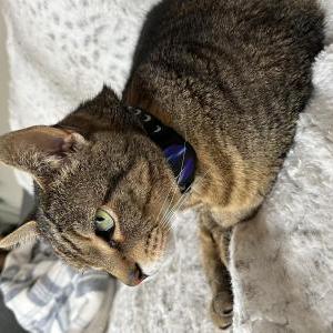Lost Cat Arkansas