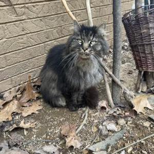 Found Cat Unknown