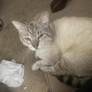 Lost Cat Milo