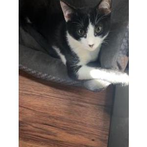 Lost 2 Archie (IL)