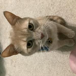 Image of Rupert, Lost Cat