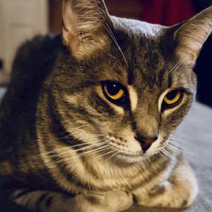 Image of Lucky, Lost Cat