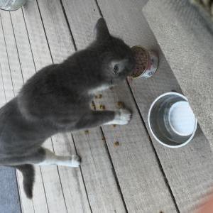 Image of Unsure, Found Cat