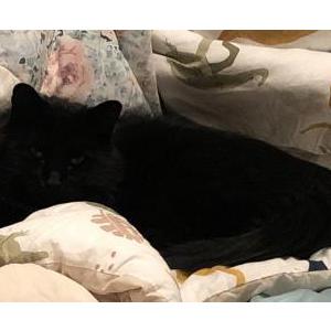 Lost Cat Luke (AKA Rah Rah)
