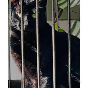 Image of Misu, Lost Cat