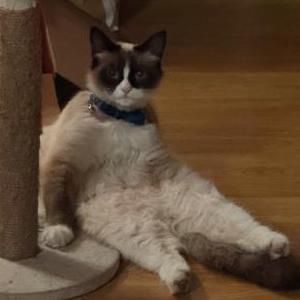 Lost Cat Cola