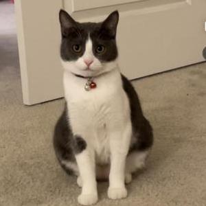 Image of Lychee, Lost Cat