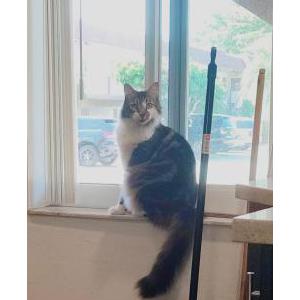 Image of TITZY, Lost Cat