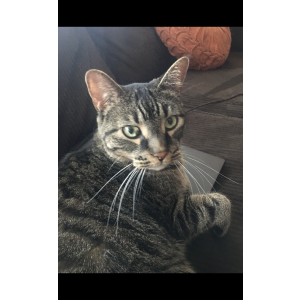 Image of Mick, Lost Cat