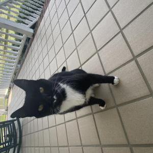 Lost Cat Blacky