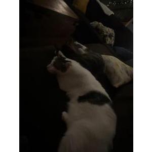 Lost Cat Duke