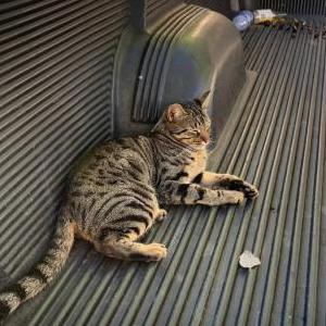 Lost Cat Rye