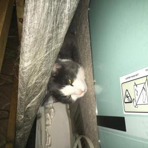 Image of Ms.kitty, Lost Cat