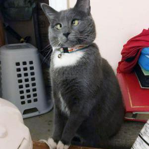 Image of Coco, Lost Cat