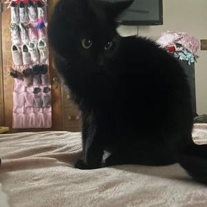 Lost 2 Violet (MI)