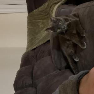 Image of White Dot, Lost Cat
