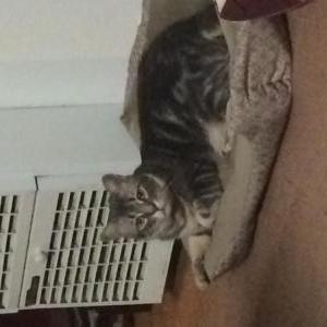 Image of Simba, Lost Cat