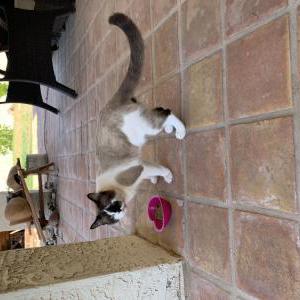 Image of unknown, Found Cat