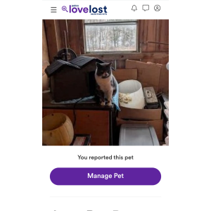 Lost Cat Sage