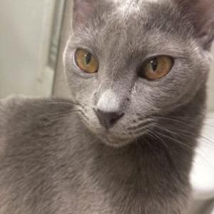 Image of Mavis, Lost Cat