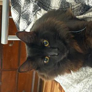 Image of Poppy, Lost Cat
