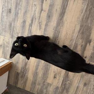 Image of Fred, Lost Cat