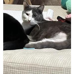 Lost Cat Clover
