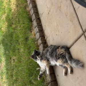 Image of Mollie, Lost Cat