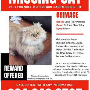 Lost Cat Grimace