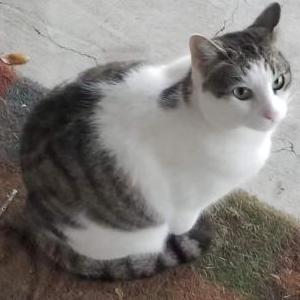 Lost Cat Pazzo