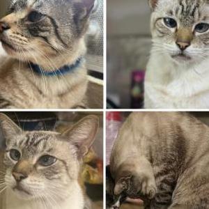 Lost Cat Dumplin