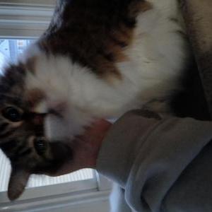 Lost Cat Gaston