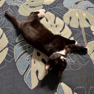 Lost Cat Monti