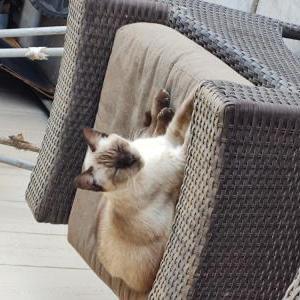 Image of Measy, Lost Cat