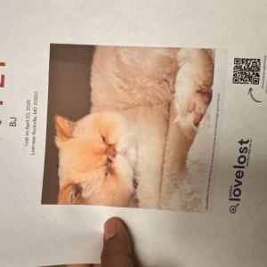 Image of BJ, Lost Cat