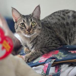 Image of Ernestine, Lost Cat
