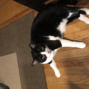Lost Cat Finn