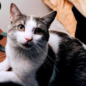 Image of Bumper, Lost Cat