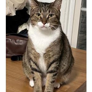 Lost Cat Fizbo