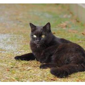 Lost Cat Kitty