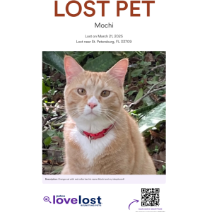 Image of Mochi, Lost Cat