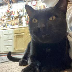 Lost Cat Wesker